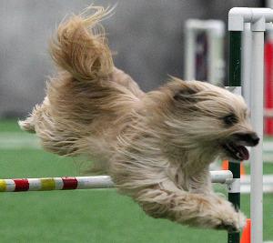 Dog jumping 