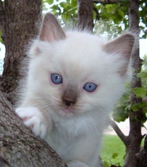 Kitten in tree